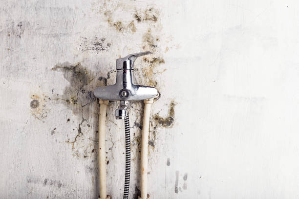 Best Professional Mold Removal  in Riverview, DE