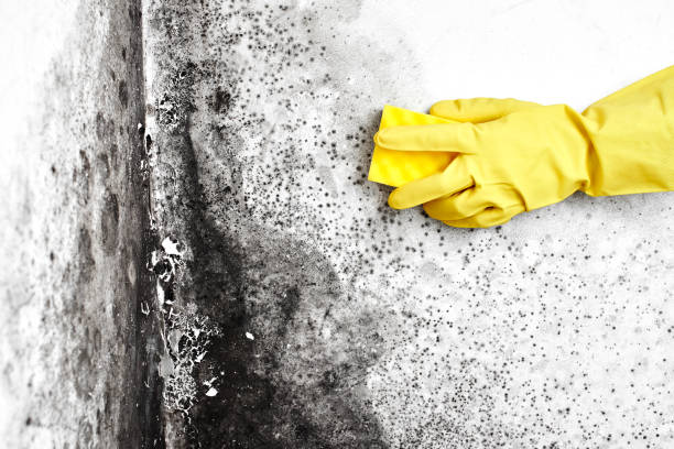 Professional Mold Removal in Riverview, DE