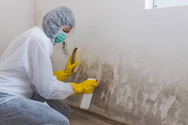 Best Emergency Mold Removal  in Riverview, DE