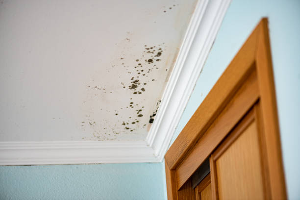 Best Mold Removal Process  in Riverview, DE
