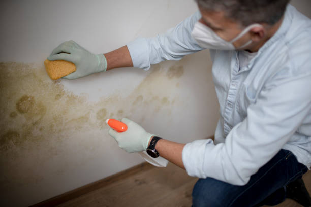 Best Certified Mold Removal  in Riverview, DE