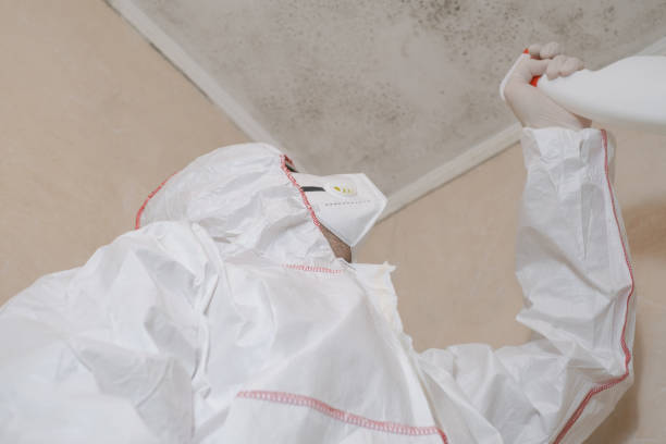 Best Best Mold Removal Companies  in Riverview, DE
