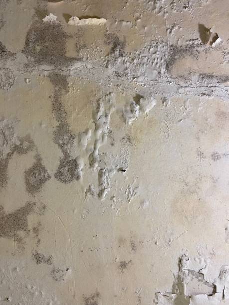 Best Toxic Mold Removal  in Riverview, DE