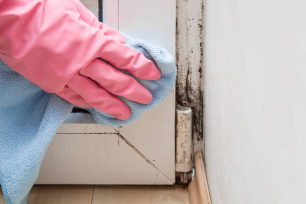 Best Mold Removal and Inspection  in Riverview, DE